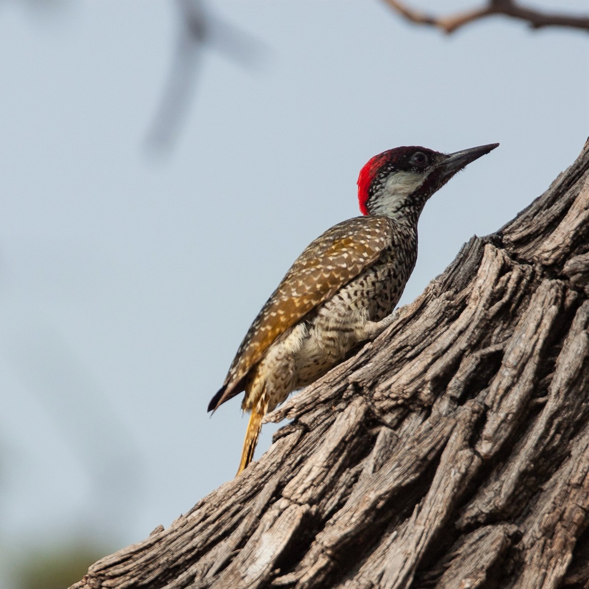 Golden-tailed Woodpecker - ML468240541