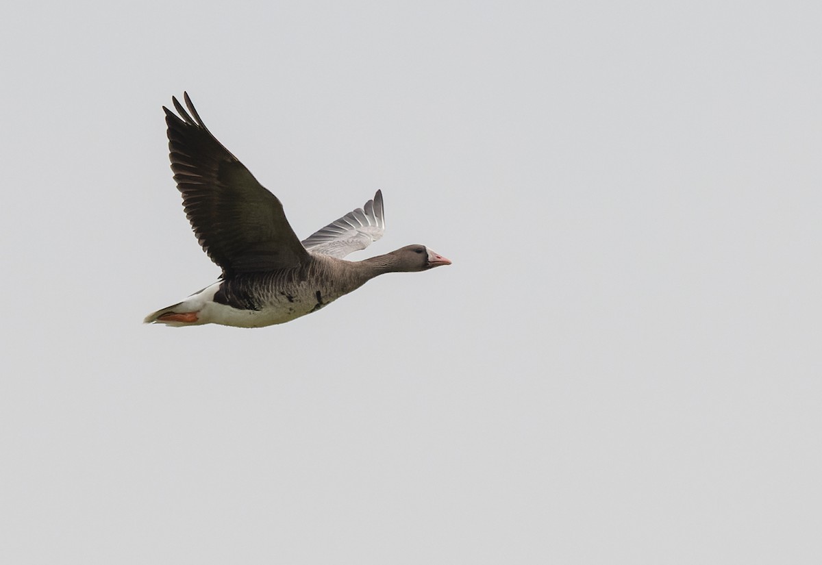 Greater White-fronted Goose - ML468243321