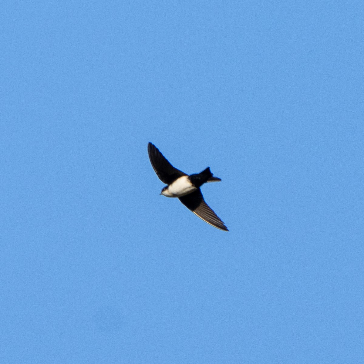 Blue-and-white Swallow - ML468247211