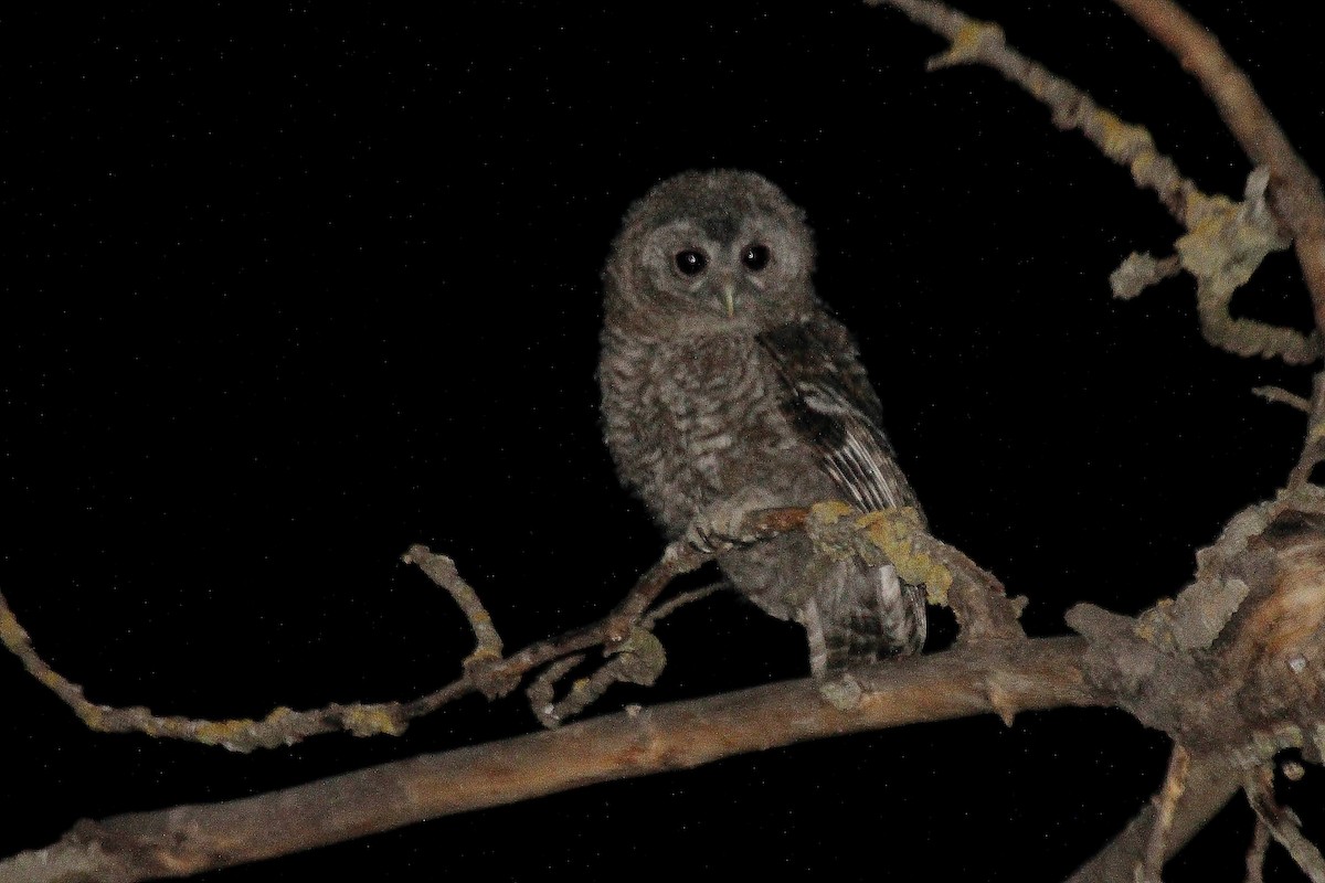 Tawny Owl - ML468247701