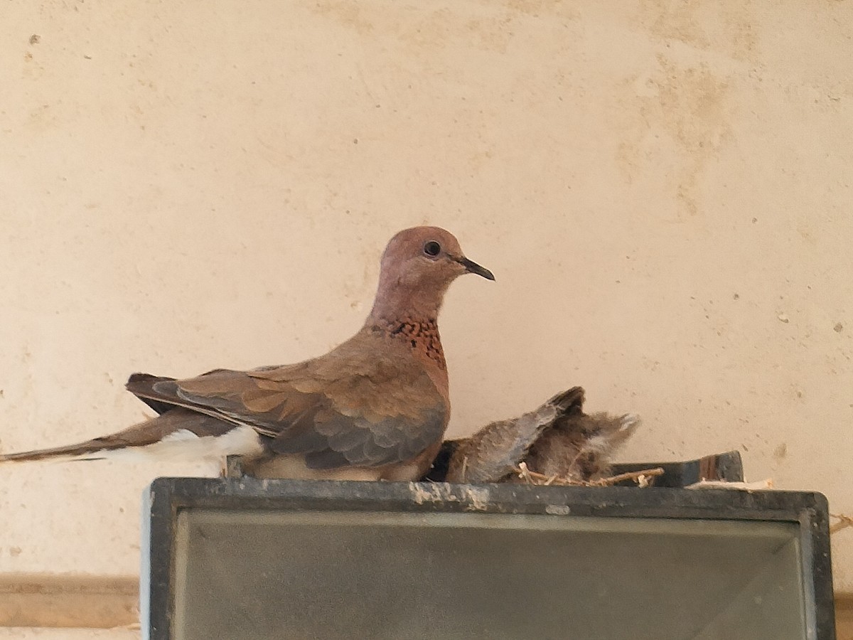 Laughing Dove - ML468254271