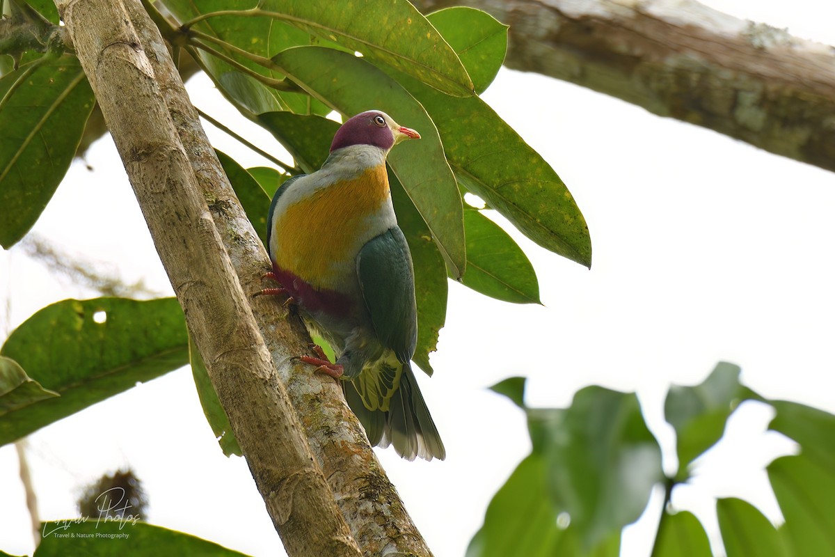 Yellow-breasted Fruit-Dove - ML468257321
