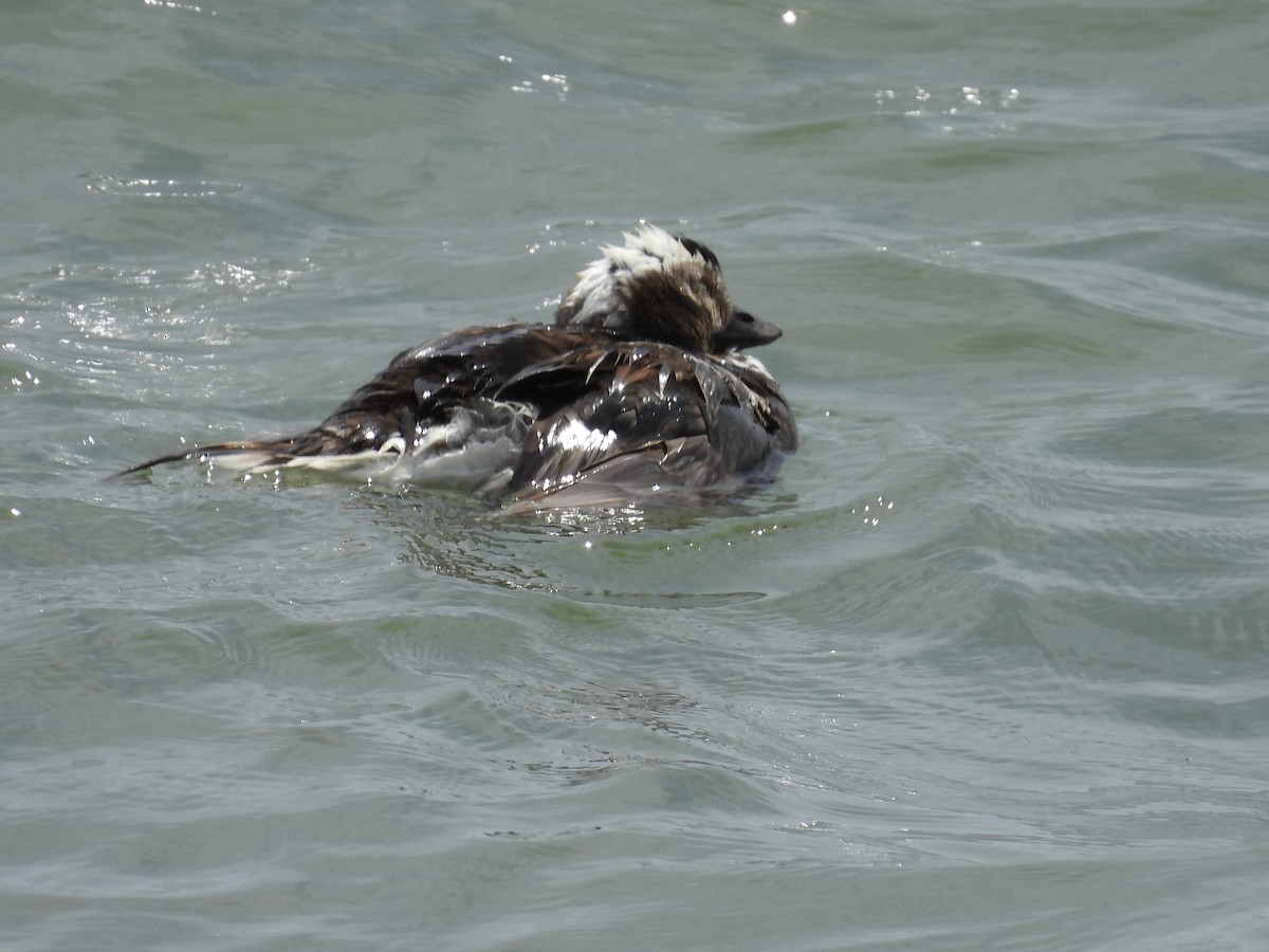 Long-tailed Duck - ML468258441
