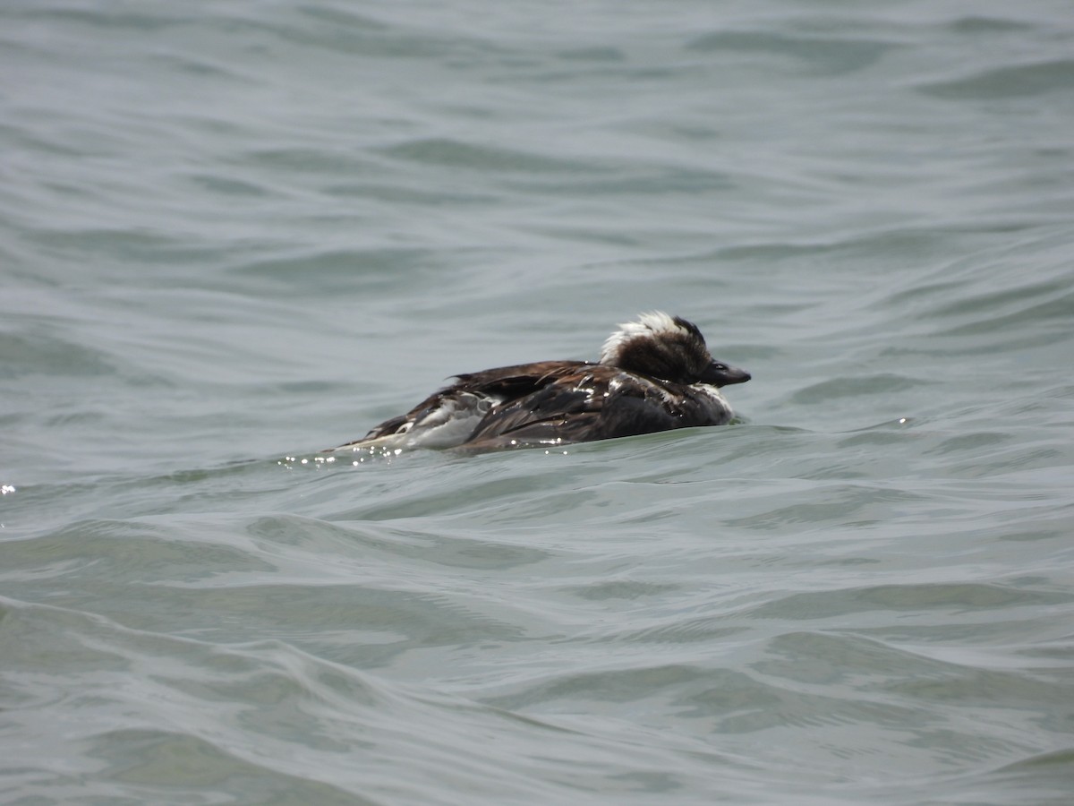Long-tailed Duck - ML468258451