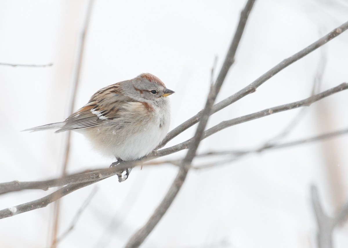 American Tree Sparrow - ML46825951