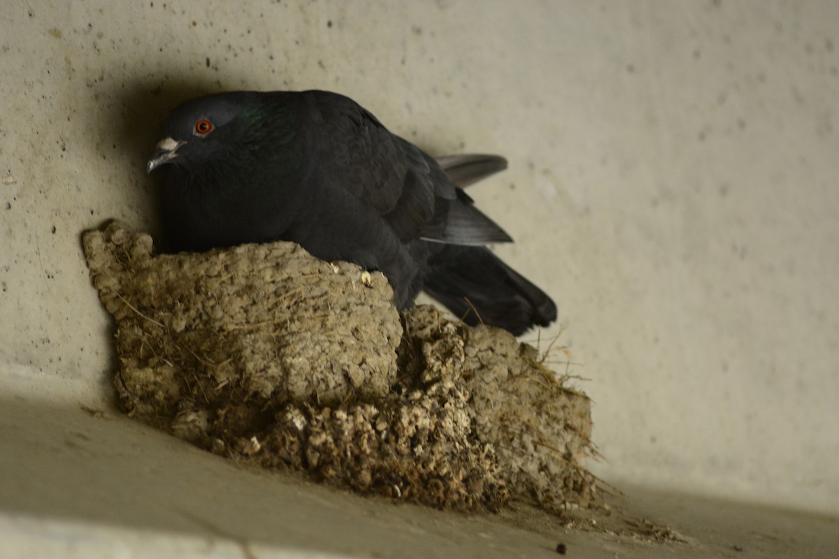 Rock Pigeon (Feral Pigeon) - ML468262701