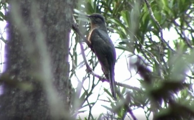 Fan-tailed Cuckoo - Josep del Hoyo