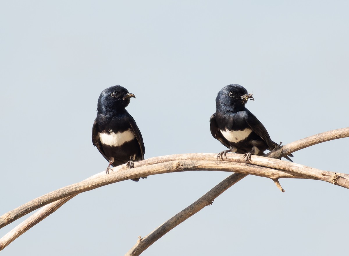 White-banded Swallow - ML468264301