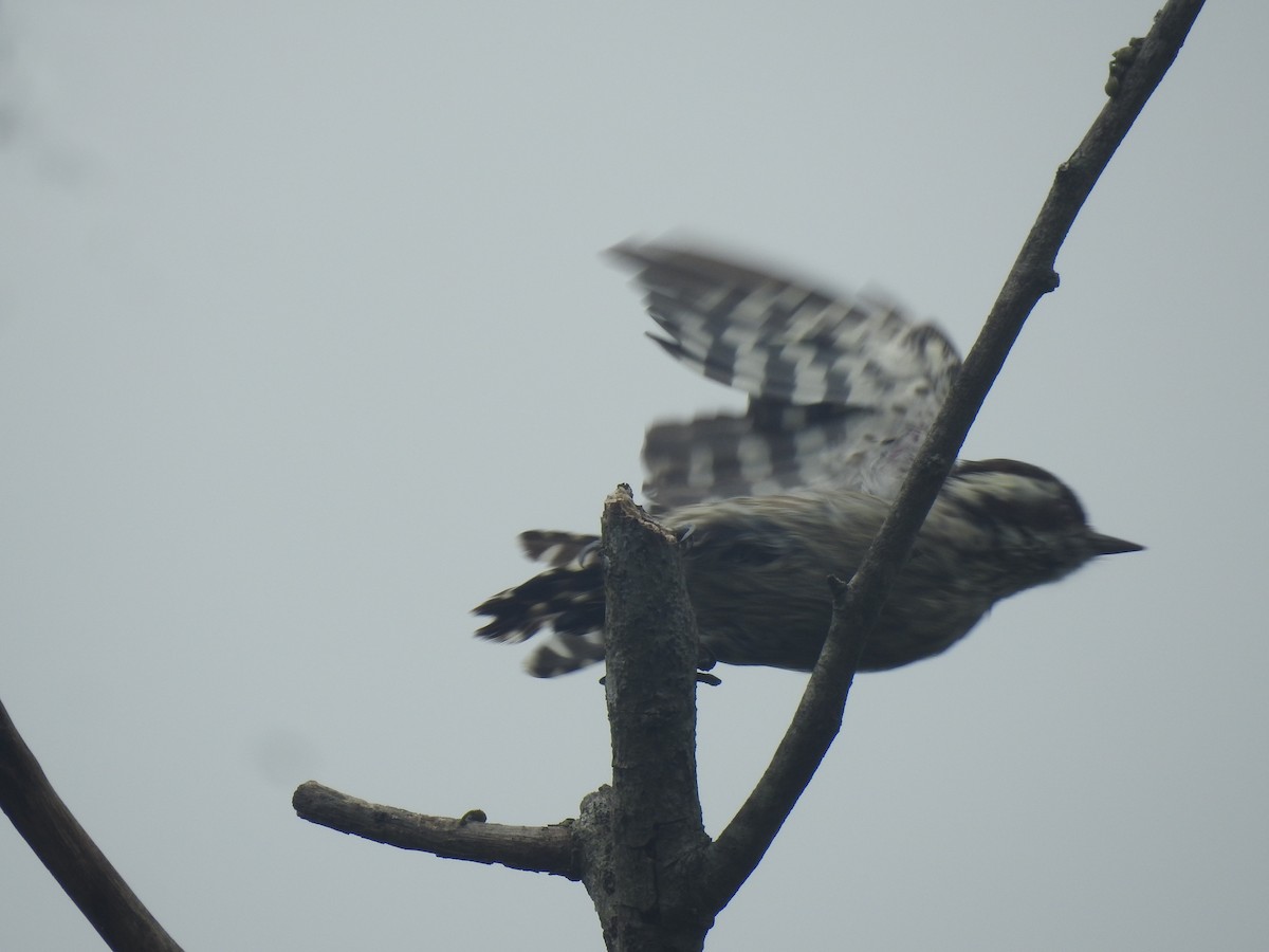 Brown-capped Pygmy Woodpecker - ML468264521