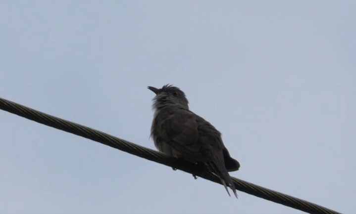 Brush Cuckoo (Australasian) - ML468266041