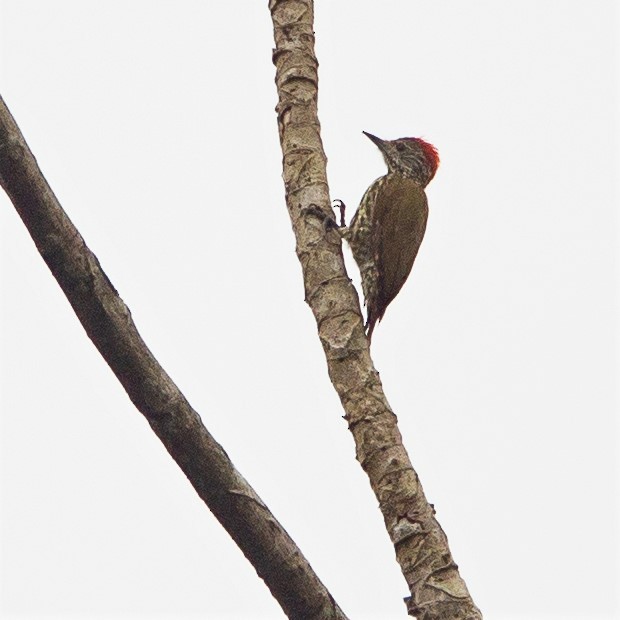 Gabon Woodpecker - ML468273621