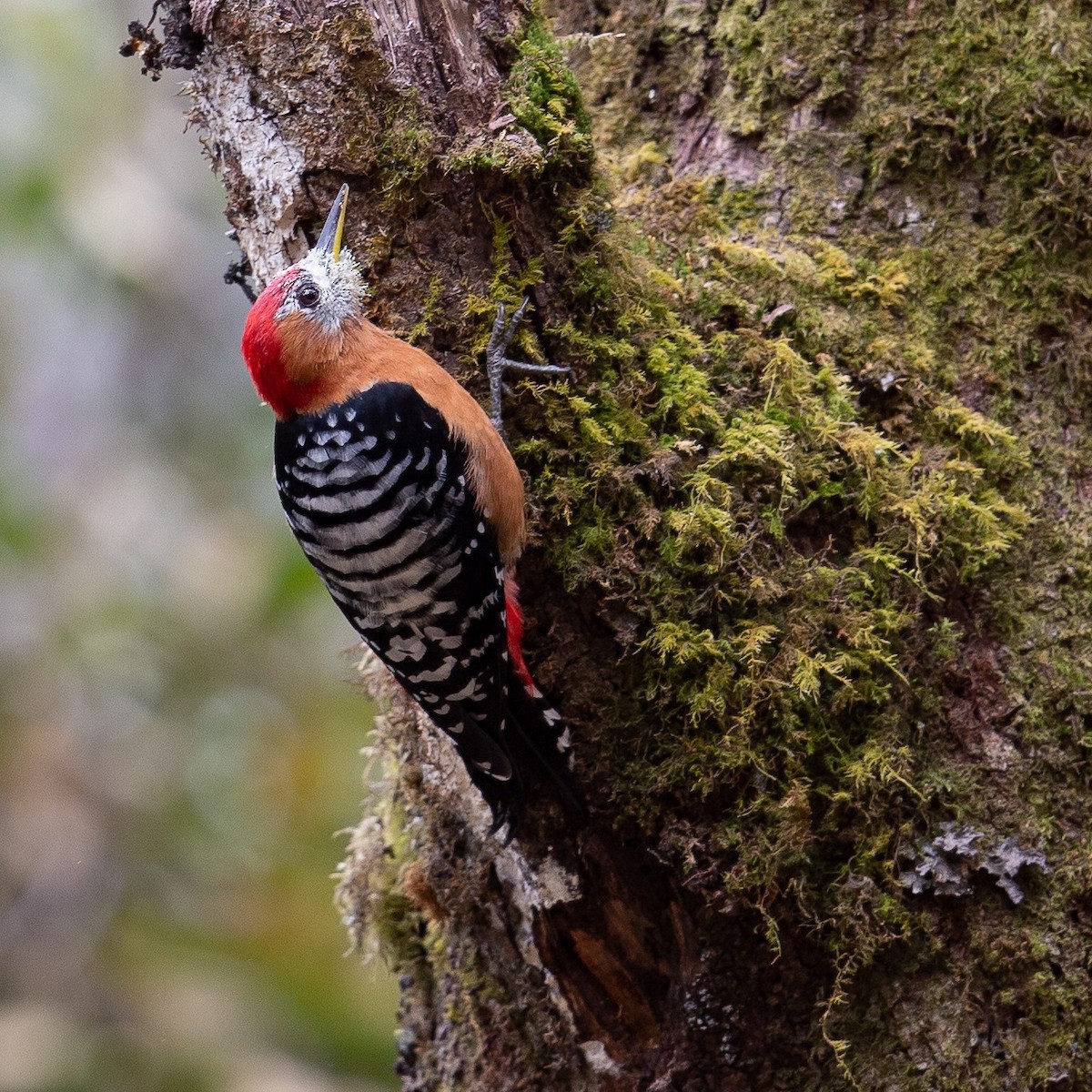 Rufous-bellied Woodpecker - ML468277451