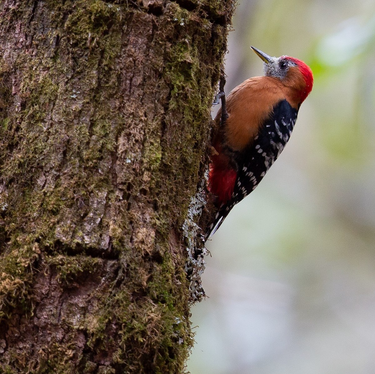 Rufous-bellied Woodpecker - ML468277611