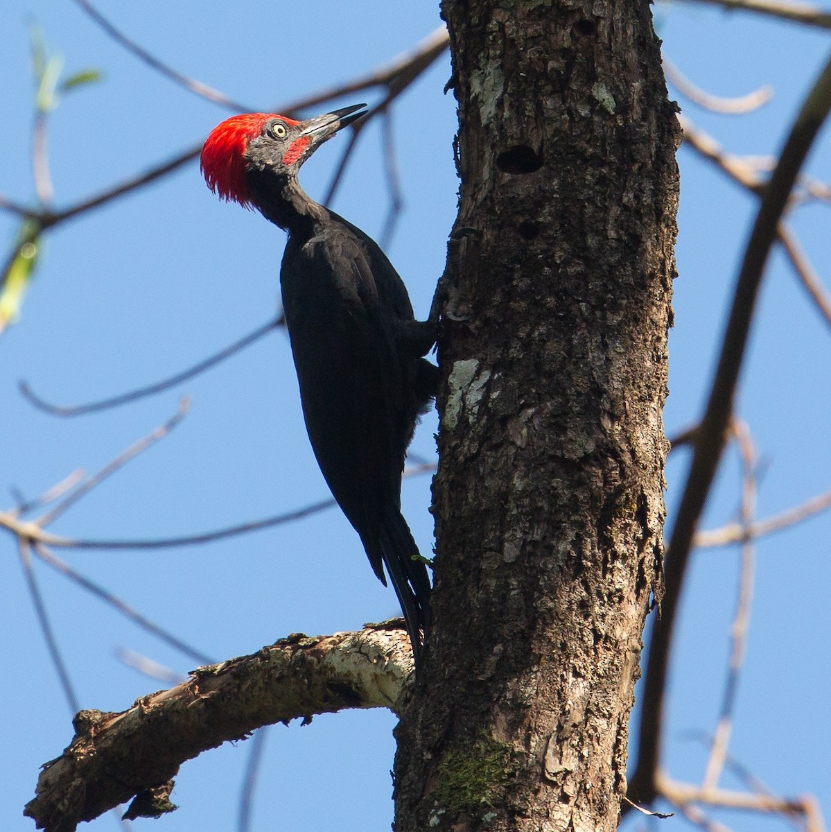 Andaman Woodpecker - ML468280911