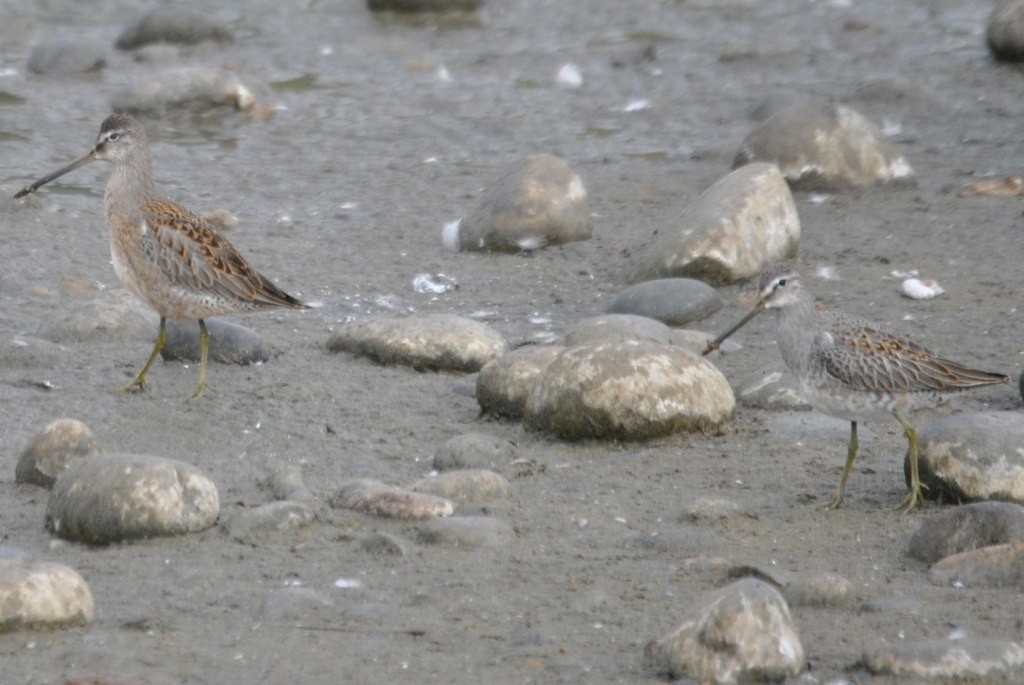 Long-billed Dowitcher - ML46828731