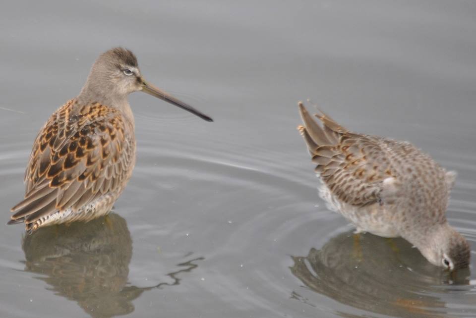 Long-billed Dowitcher - ML46828741