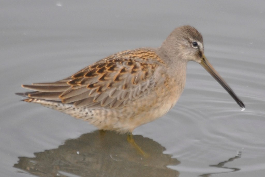 Long-billed Dowitcher - ML46828751