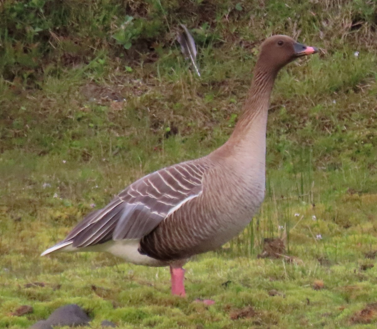 Pink-footed Goose - ML468294671