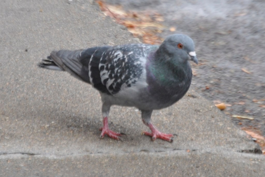 Rock Pigeon (Feral Pigeon) - ML46829531