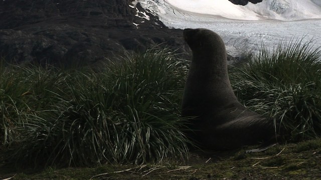 Antarctic Fur Seal - ML468296