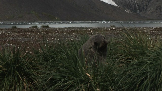 Antarctic Fur Seal - ML468297