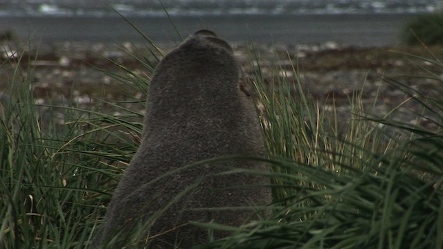Antarctic Fur Seal - ML468298