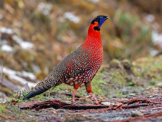  - Satyr Tragopan