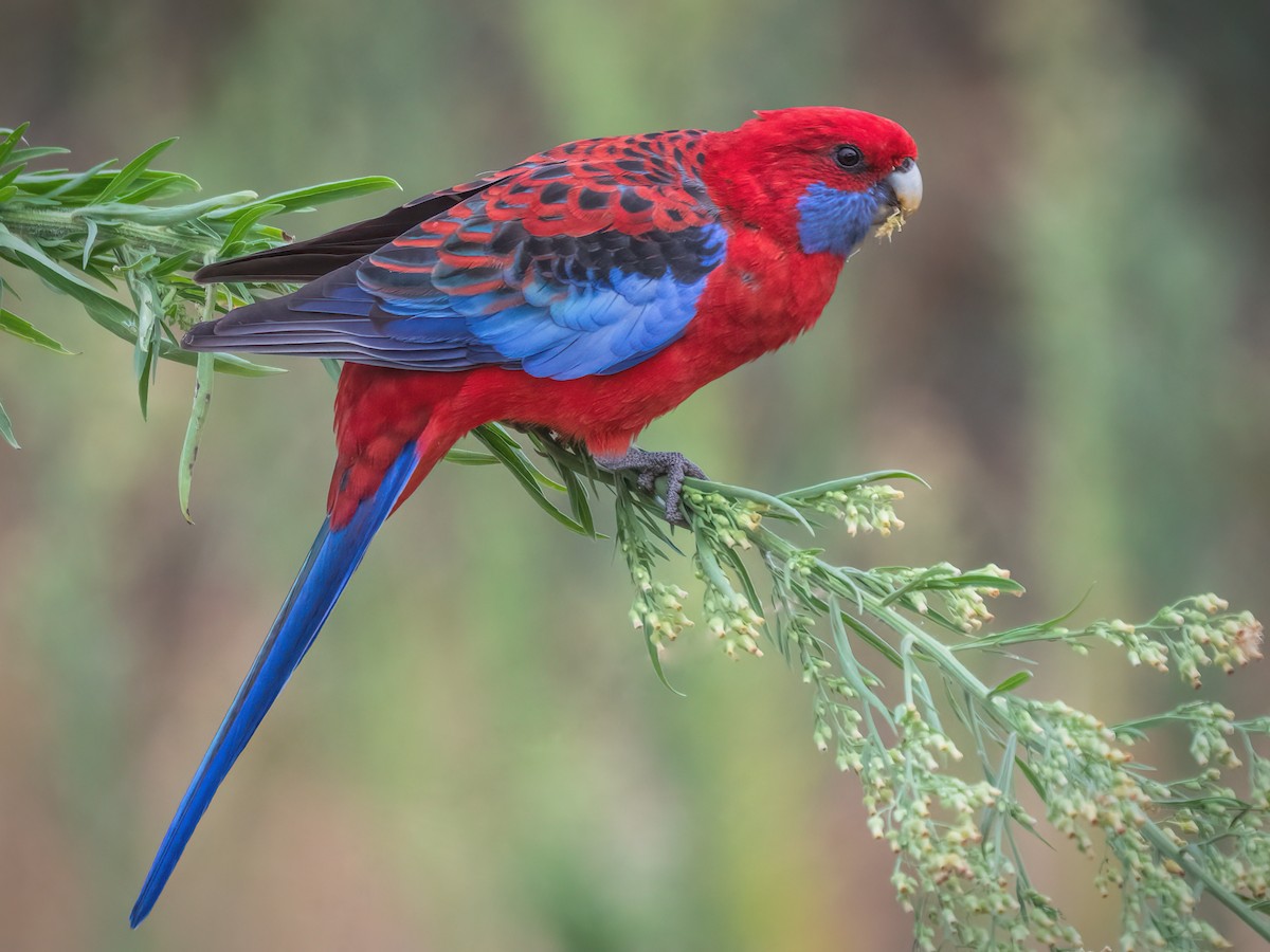 Crimson Rosella - eBird