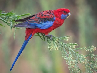  - Crimson Rosella