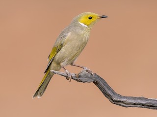  - White-plumed Honeyeater