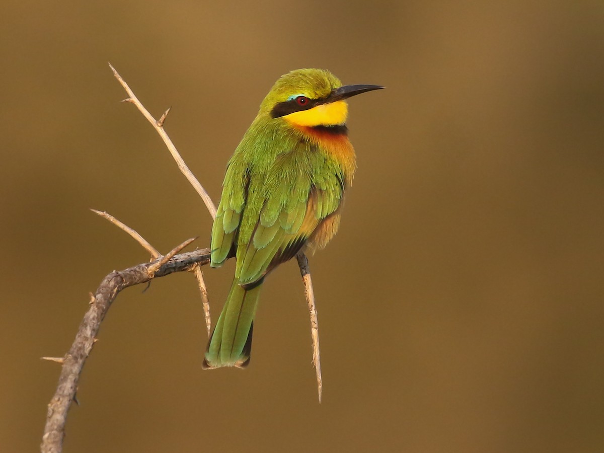 Little Bee-eater - Merops pusillus - Birds of the World