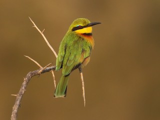  - Little Bee-eater