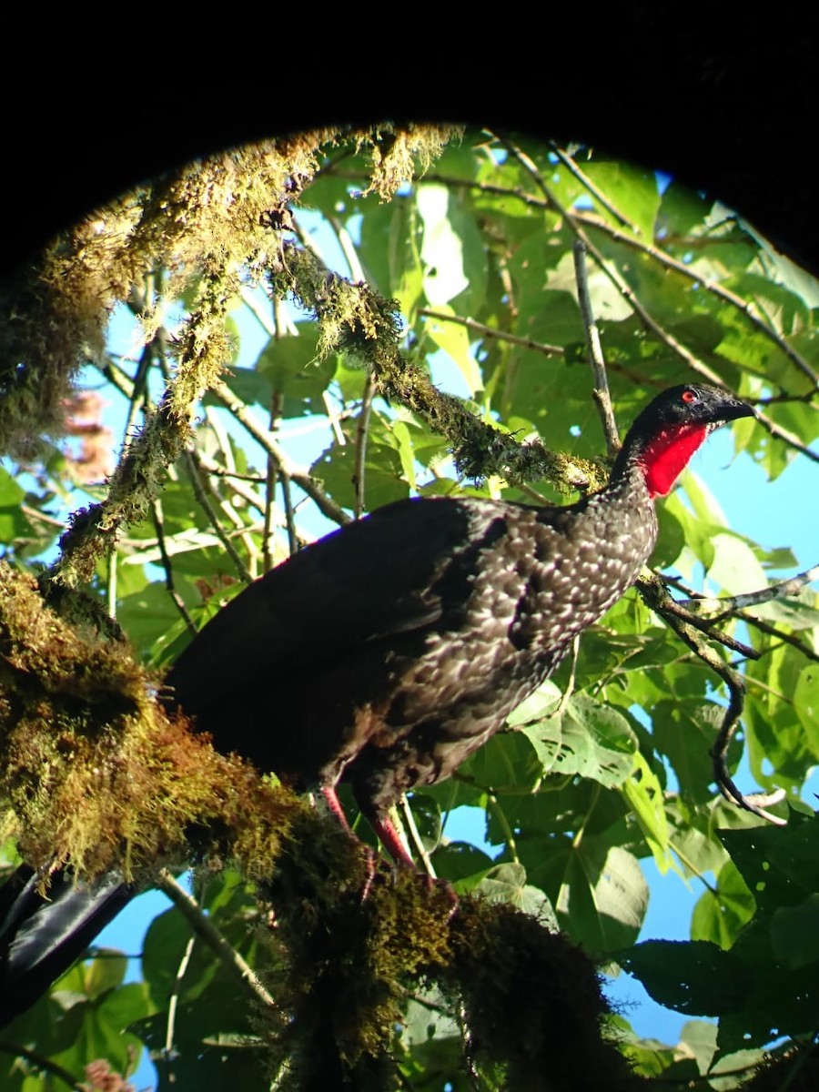 Crested Guan - ML468302731