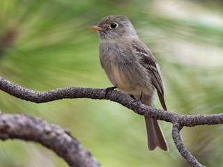 Pine Flycatcher - Empidonax affinis - Birds of the World