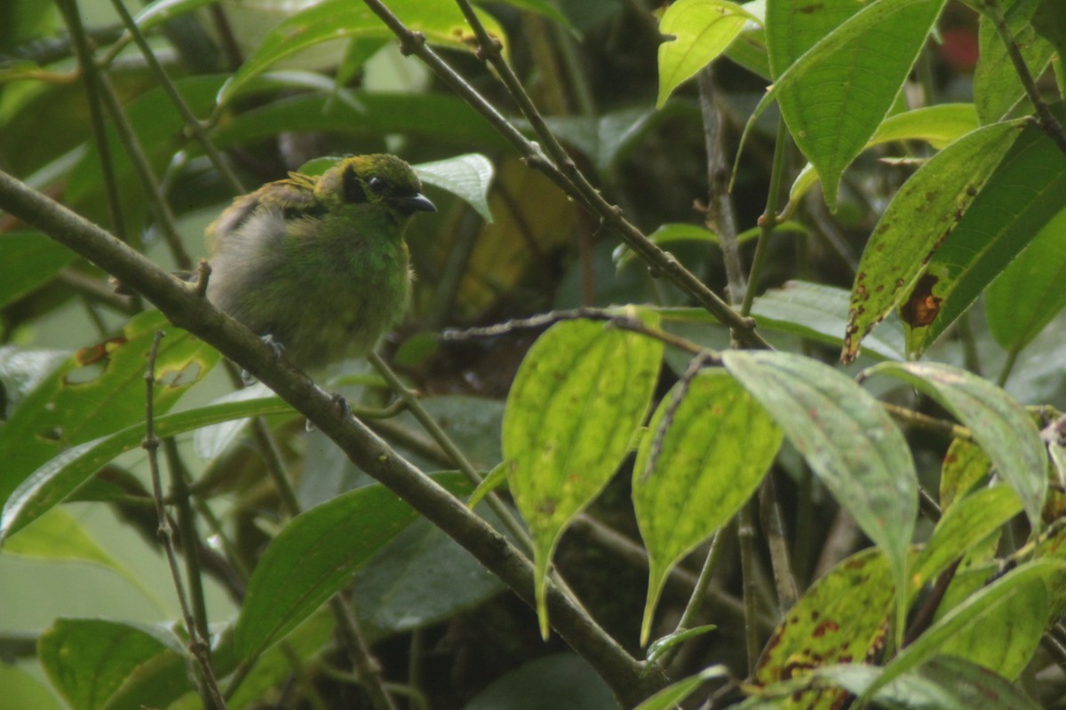 Emerald Tanager - ML468305931