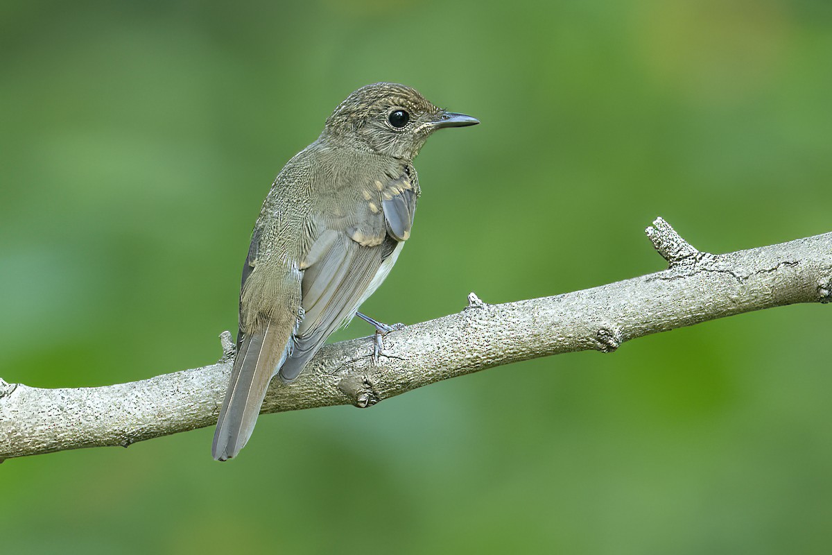 Blue-throated Flycatcher - Parmil Kumar