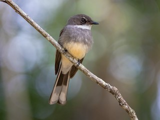  - Northern Fantail