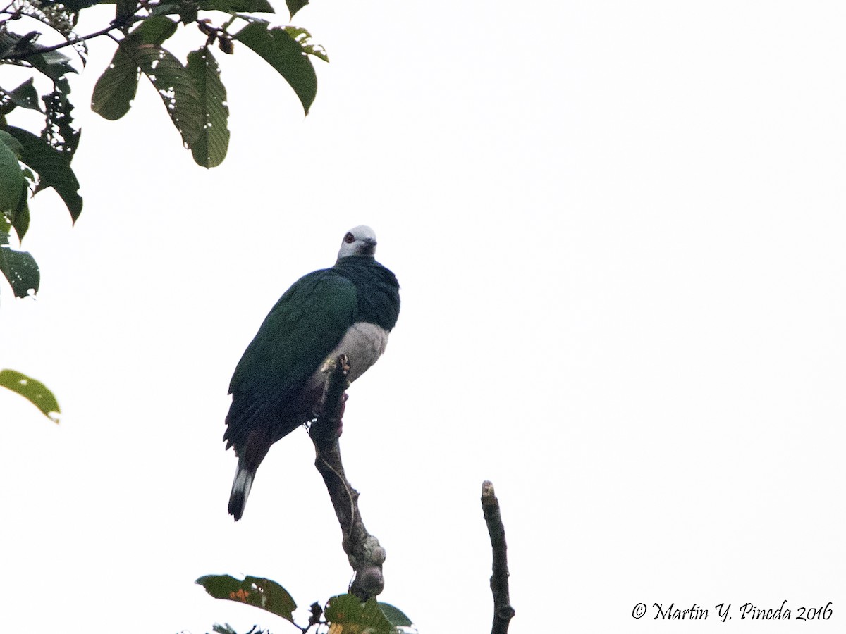 Pink-bellied Imperial-Pigeon - Martin Pineda