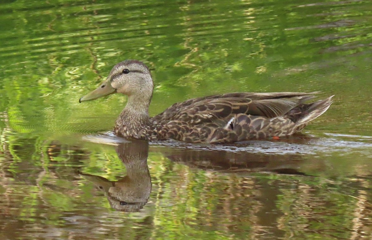 Mexican Duck - ML468312431