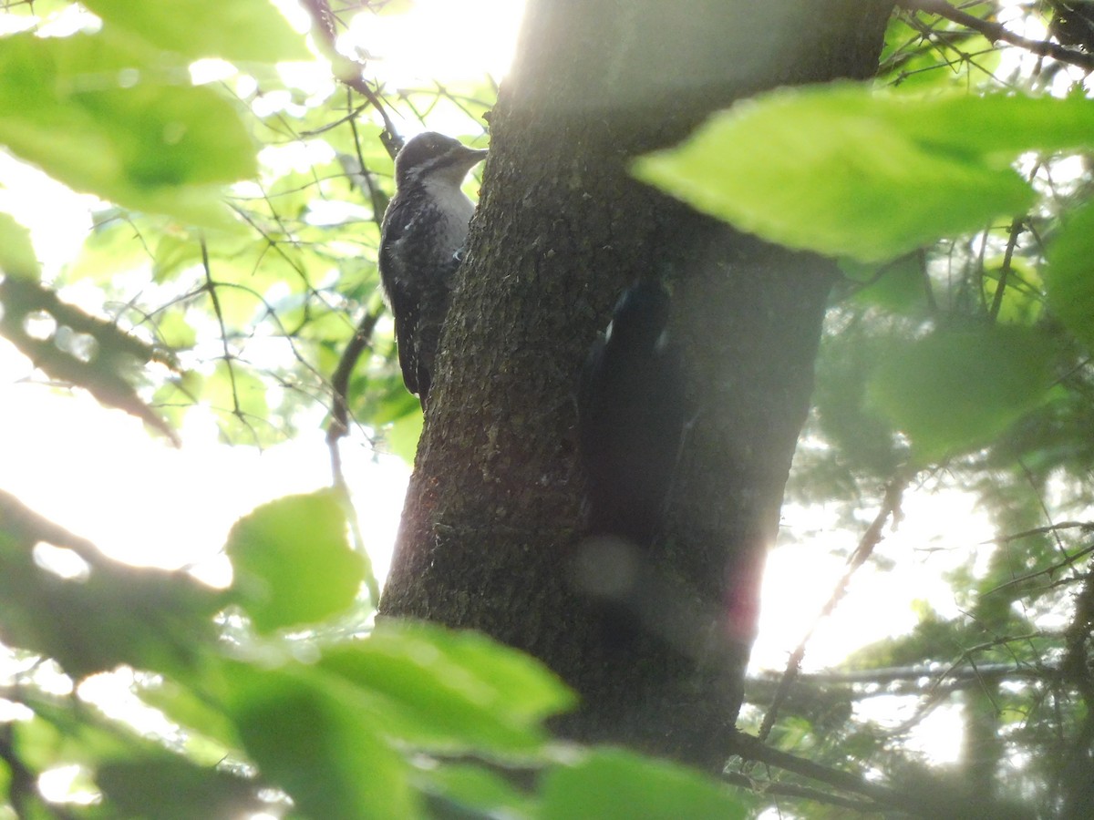 Black-backed Woodpecker - ML468313281