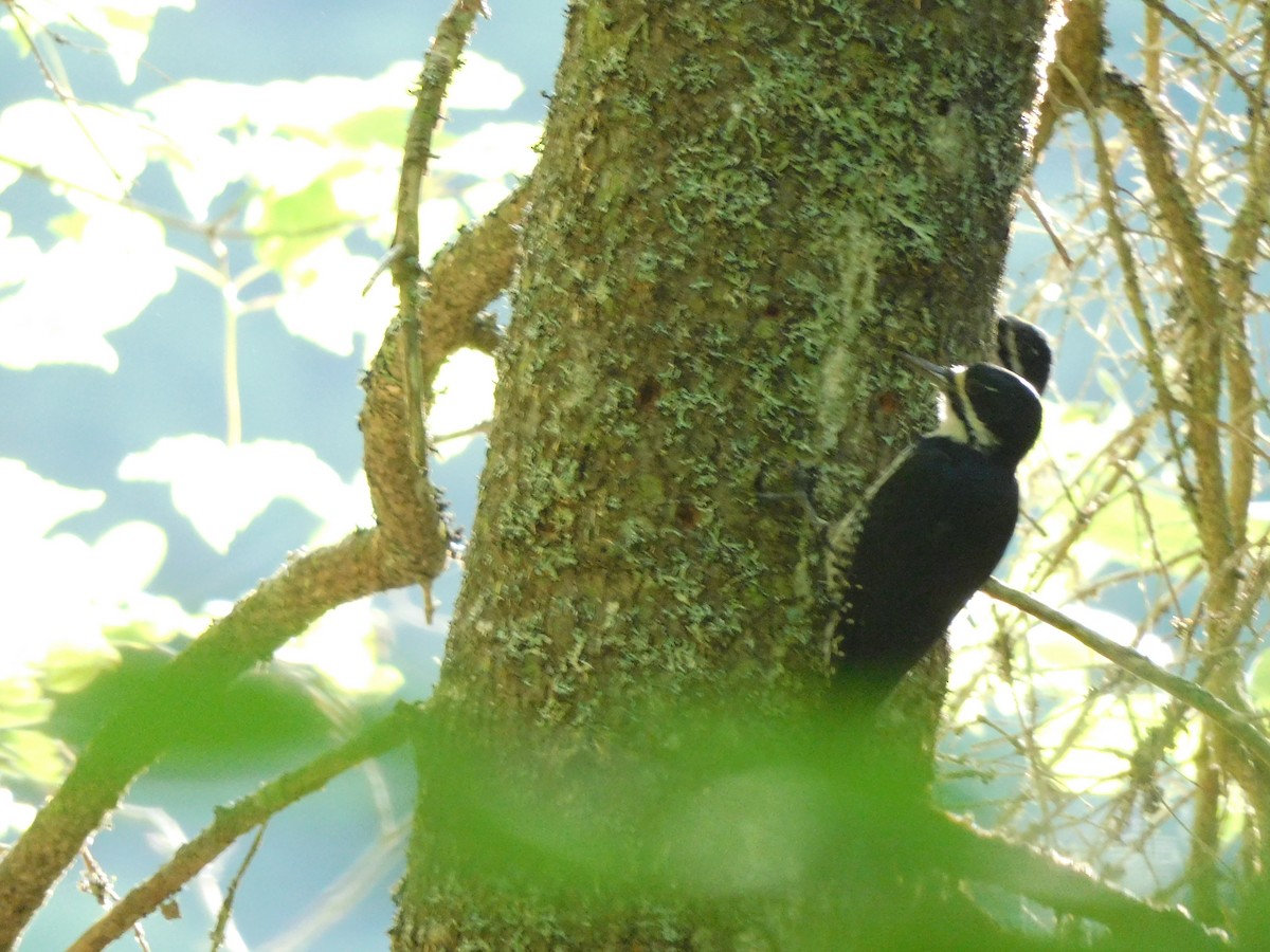 Black-backed Woodpecker - ML468313291