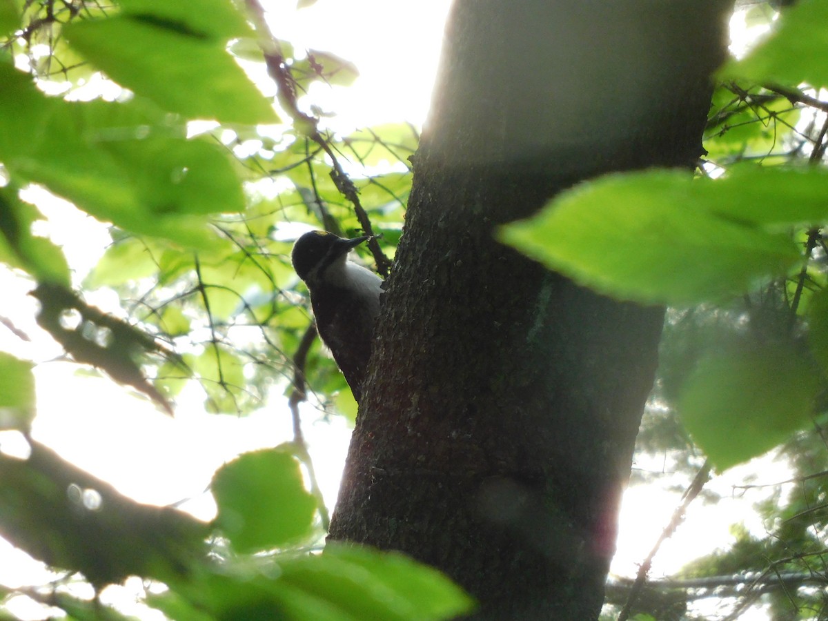 Black-backed Woodpecker - ML468313311