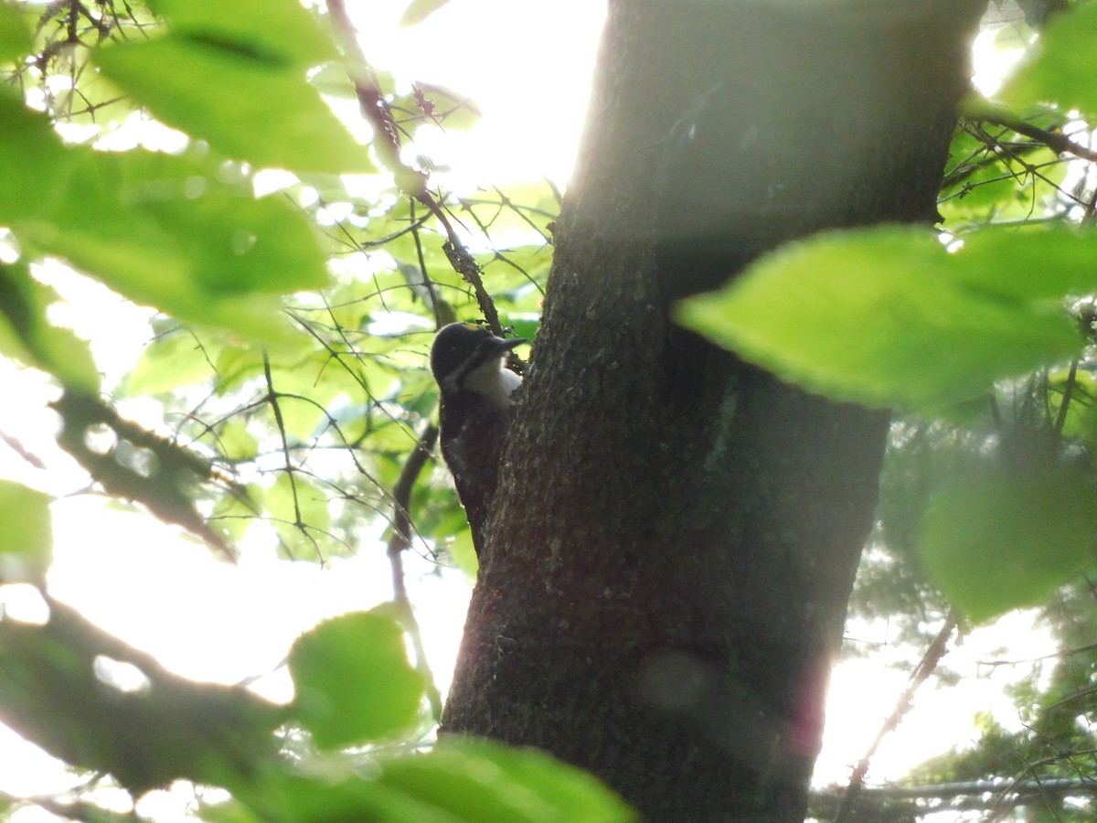 Black-backed Woodpecker - ML468313321