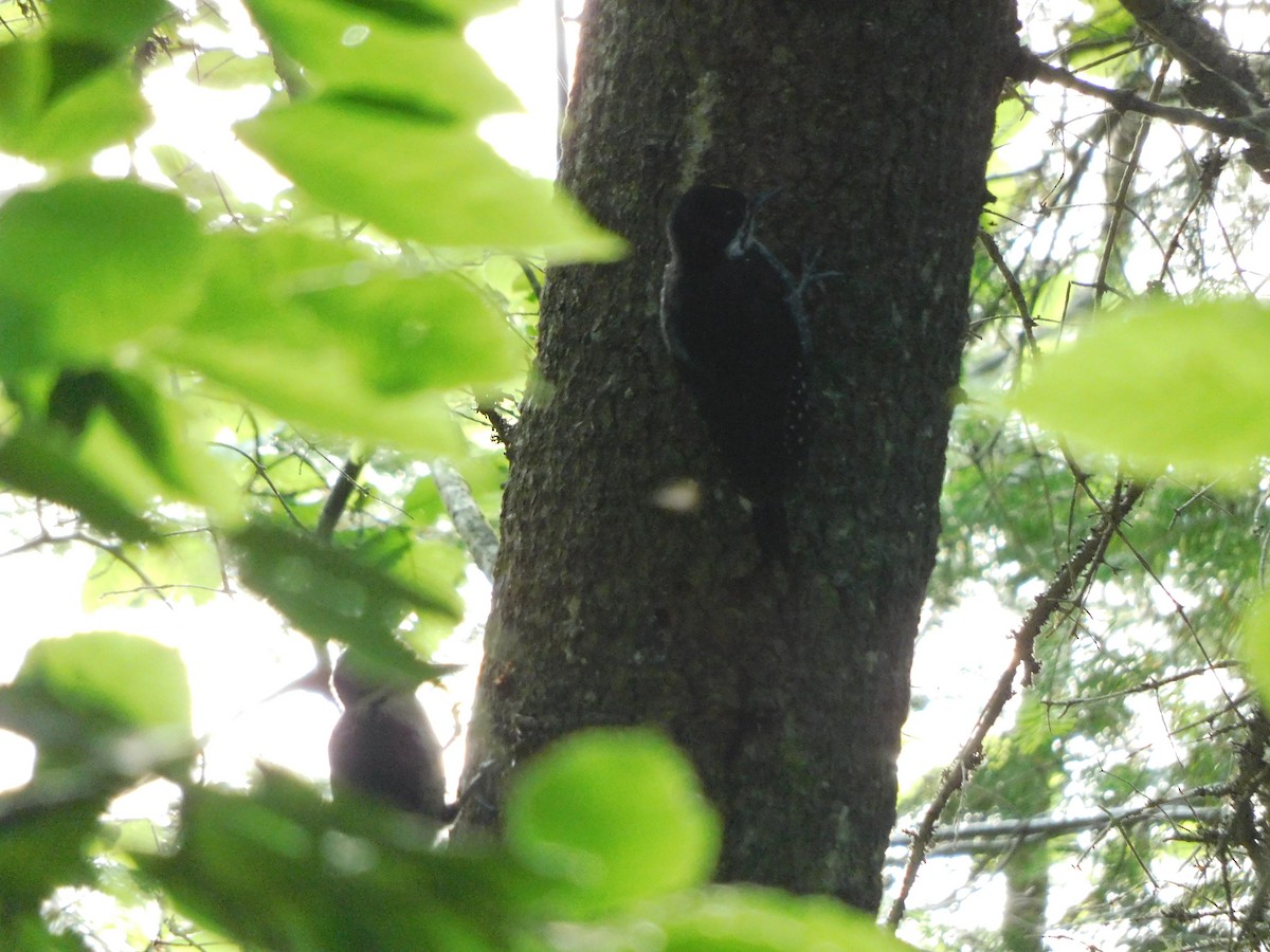 Black-backed Woodpecker - ML468313331