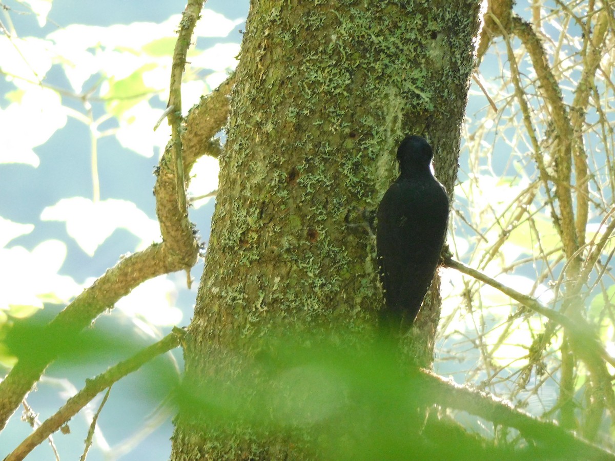 Black-backed Woodpecker - ML468313341