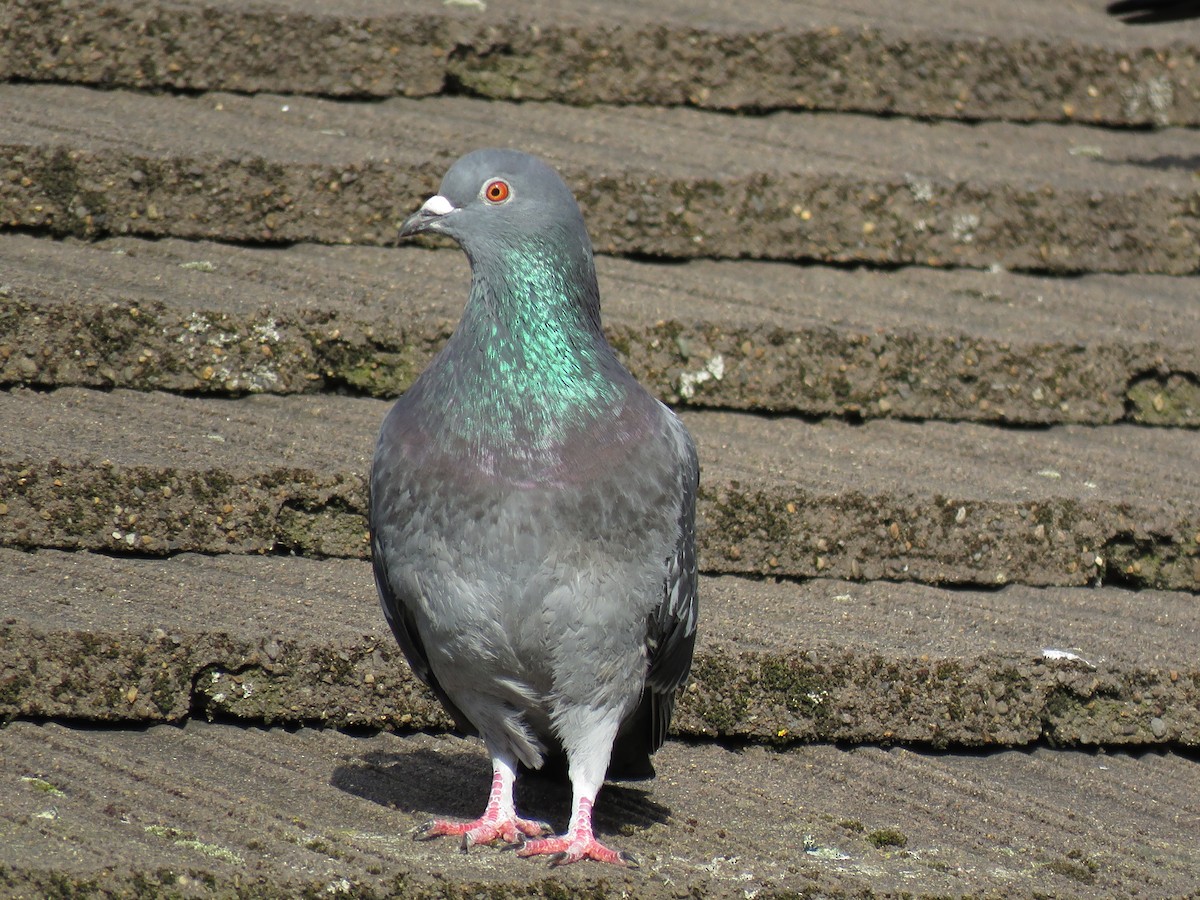 Rock Pigeon (Feral Pigeon) - ML46831561