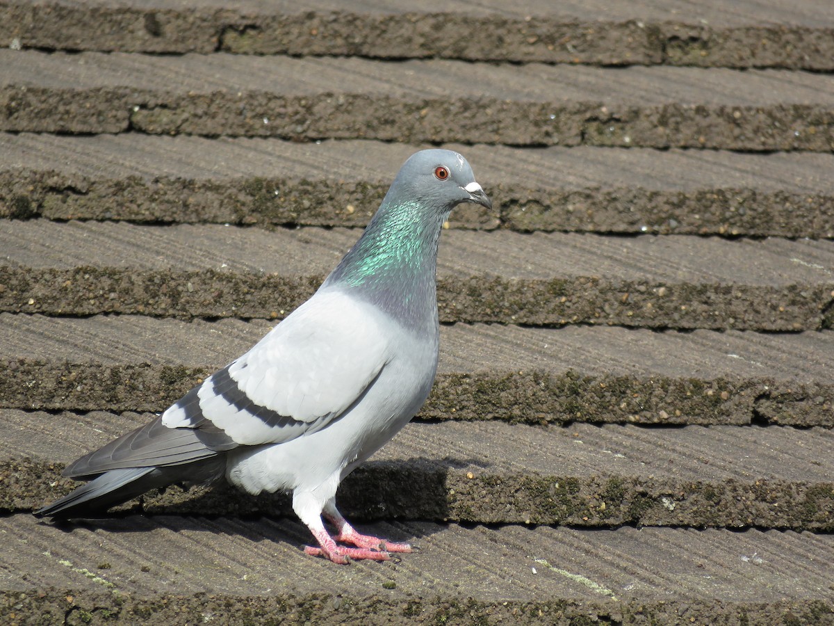 Rock Pigeon (Feral Pigeon) - ML46831571