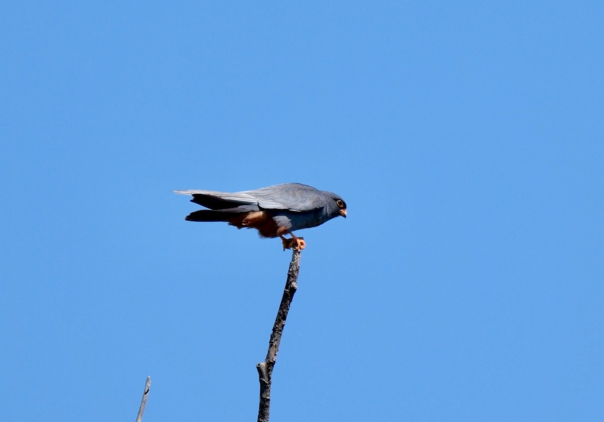Red-footed Falcon - ML468321671