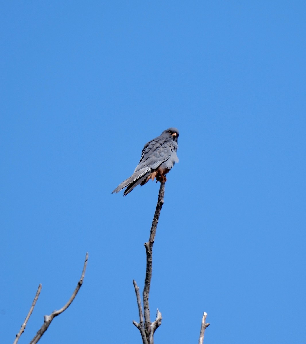 Red-footed Falcon - ML468321701