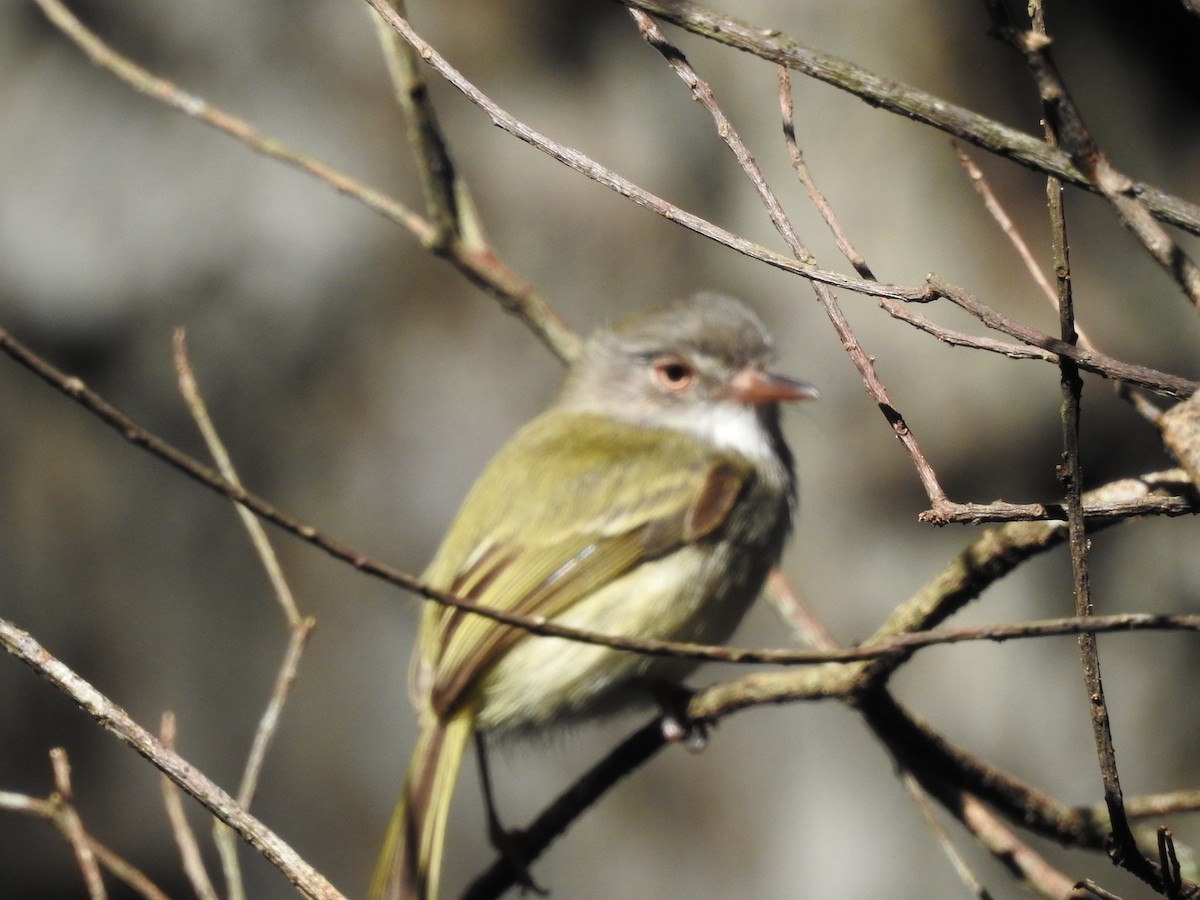 Pearly-vented Tody-Tyrant - ML468322551